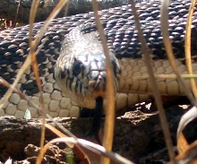 northern pine snake