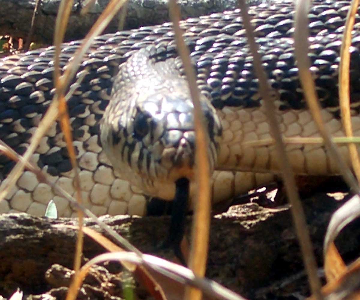 northern pine snake
