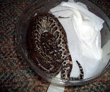 Juv. Sumatran Short Tail Python
