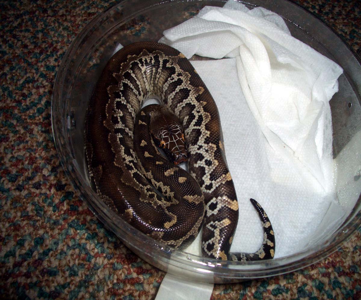 Juv. Sumatran Short Tail Python
