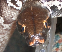 juv. sumatran short tail python