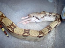 boa eating