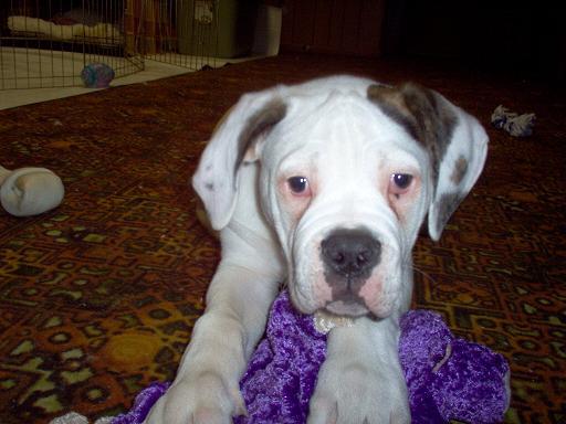 chopper 13 weeks