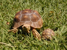 Torts