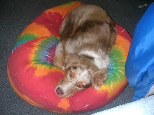 Kali's bed