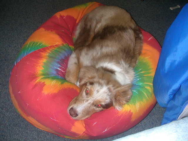 Kali's bed