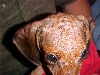 sparky