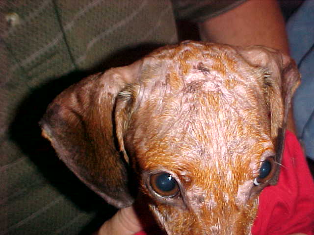 sparky