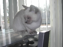 Dulcinea the Velcro Kitty