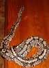 pandora