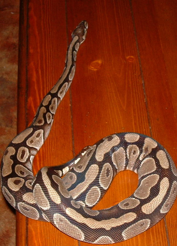pandora