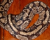 pandora