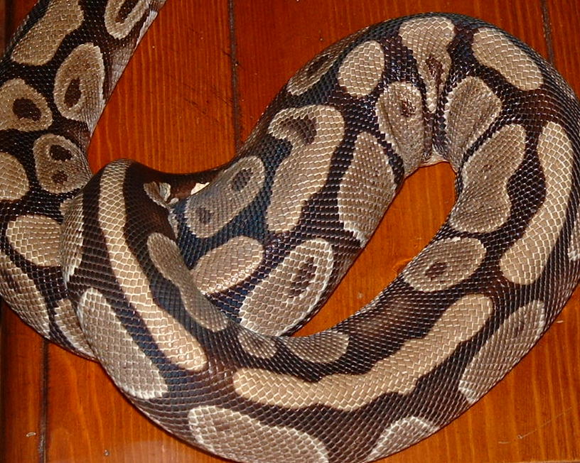 pandora