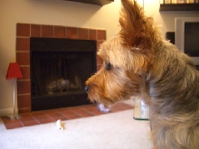 Mr. Alex in profile