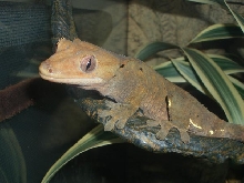 Anton
