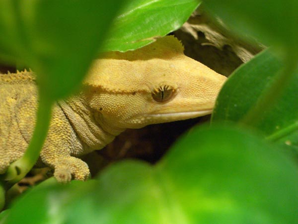 Anton/Angelina in the plants