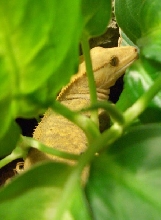 Anton/Angelina in her plant