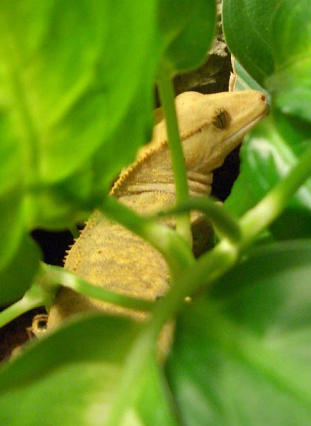 Anton/Angelina in her plant