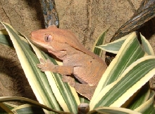 Anton in his tree