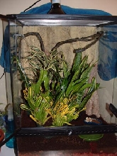 Crested Vive (18x18x24)
