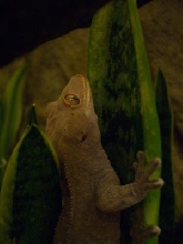 Anton's Headshot