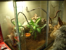 Anton/Angelina's new  terrarium