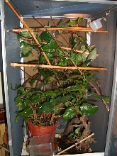 Veiled Cham Cage