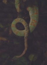Charlie's tail rotting =(