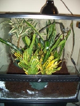 Vivarium for crested