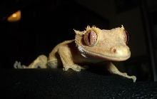 Cute pic of Harley