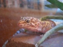 Lily