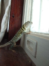 Eagerly Awaiting the Mail Man