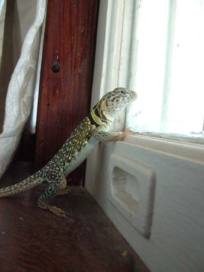 Eagerly Awaiting the Mail Man