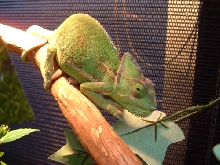Emma on her Branch