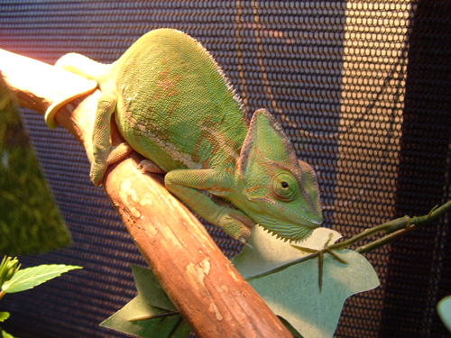 Emma on her Branch