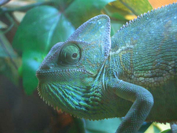 Head Shot