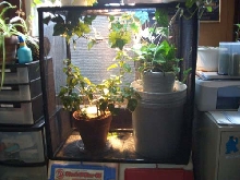 Emma's 65G Reptarium