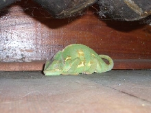 Another weird lizard