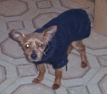 Giz in his custom sweater