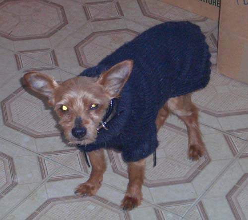 Giz in his custom sweater