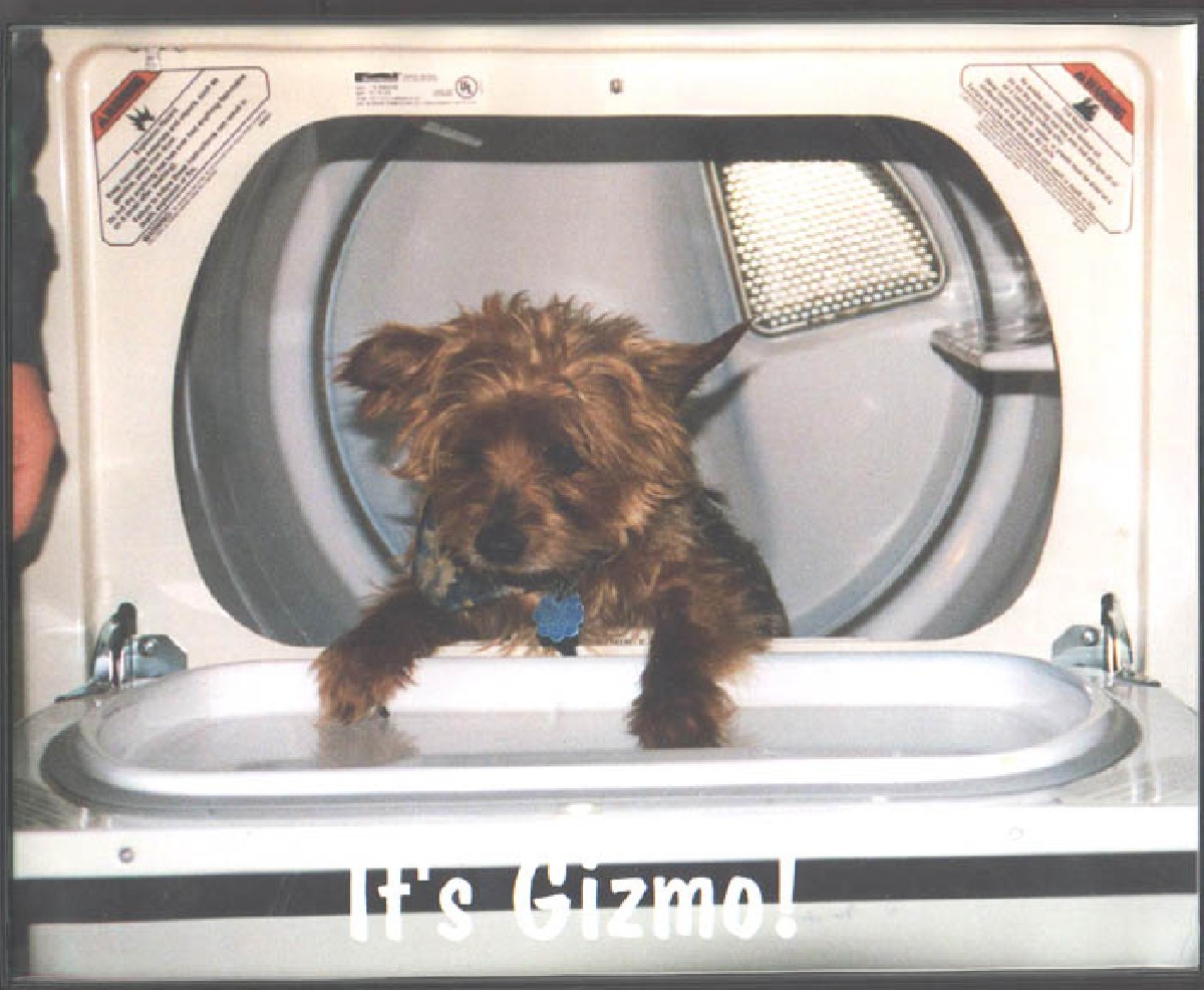 Giz in the Dryer