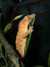 Harley on his plant