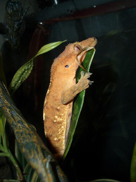 Harley on his plant