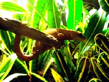 Crestie on a Vine