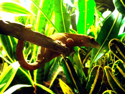Crestie on a Vine