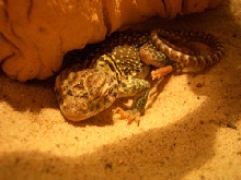 Jimmie Sleeping
