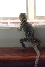 Jimmie at the window