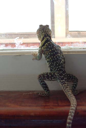 Jimmie at the window