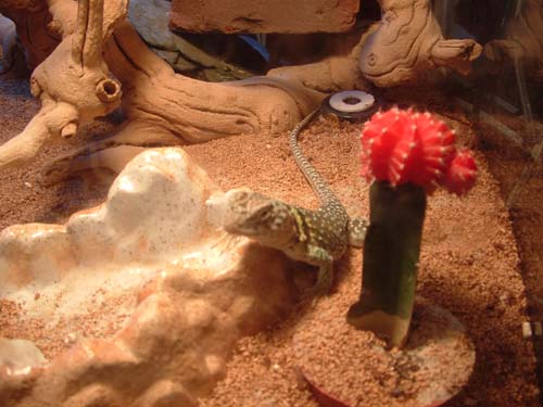 Jimmie with her cactus