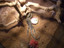 Weird Lizard...